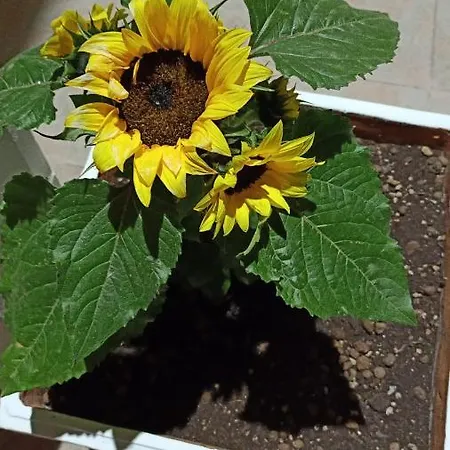 ベッド・アンド・ブレックファスト I Girasoli Srls バーリ