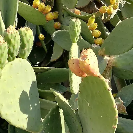 Couette-café I Girasoli Srls Bari