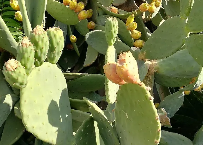 Bed & Breakfast I Girasoli Srls Bari